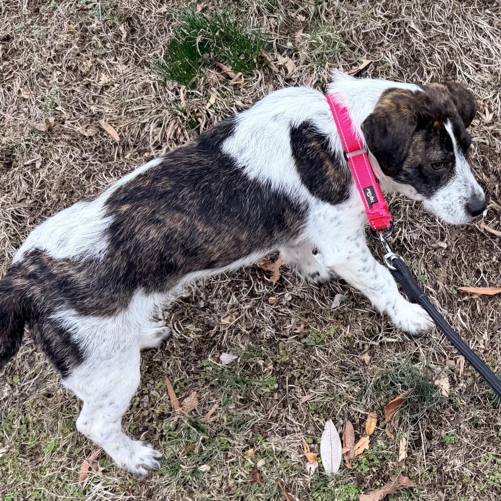 Turk is available for adoption at Operation Paws for Homes