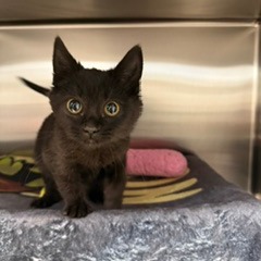 KIKI - Domestic Shorthair available for adoption