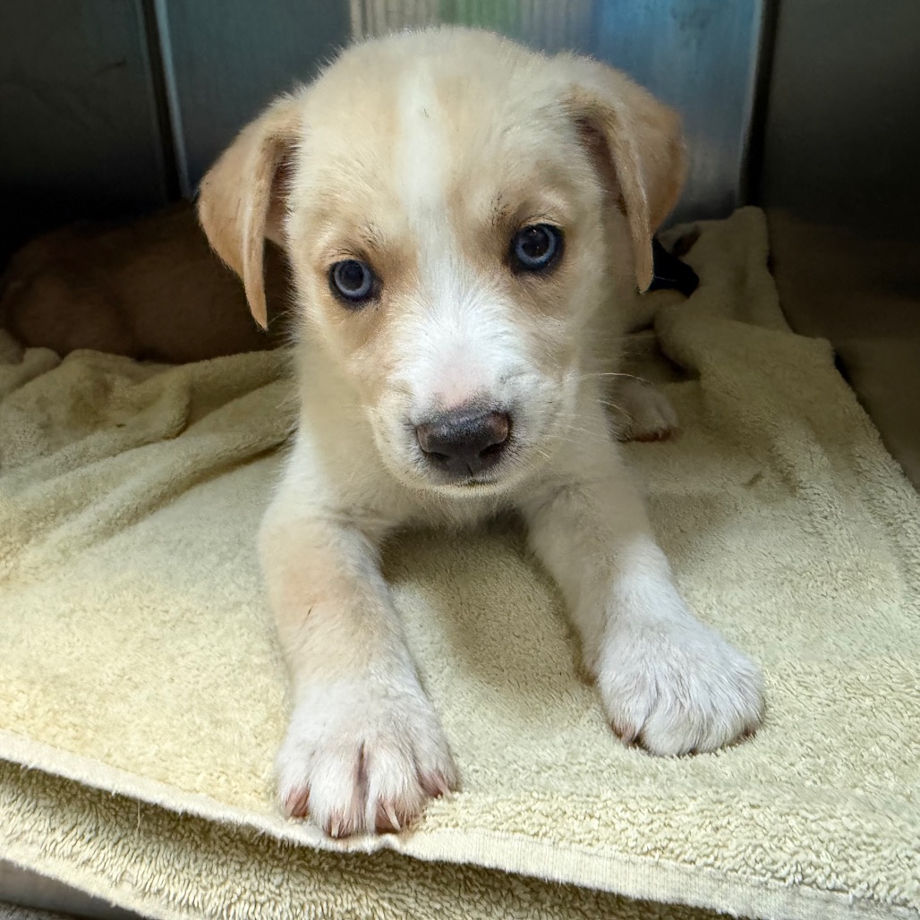 Labrador Retriever
