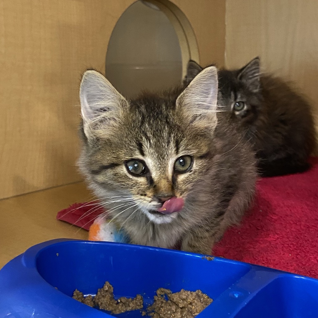 FLORINA - Domestic Longhair available for adoption