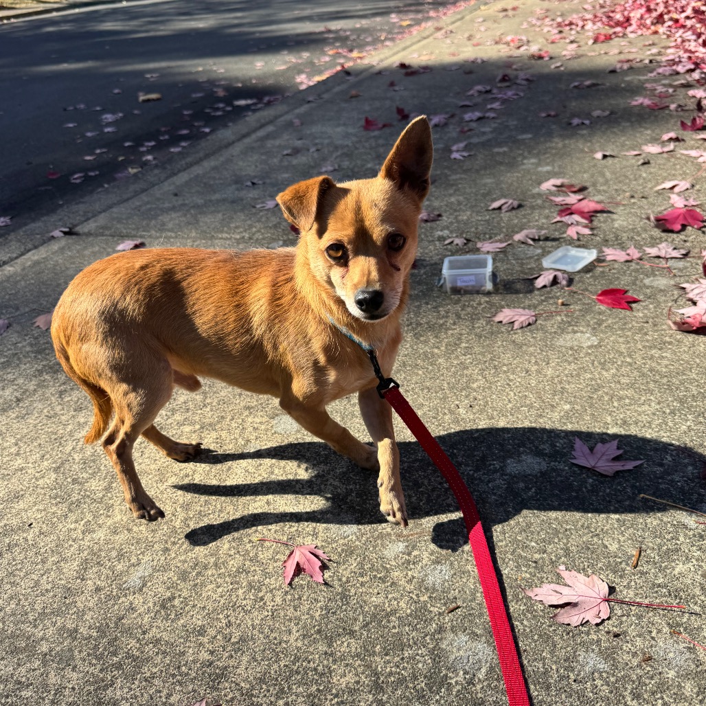 Rusty, photo 5