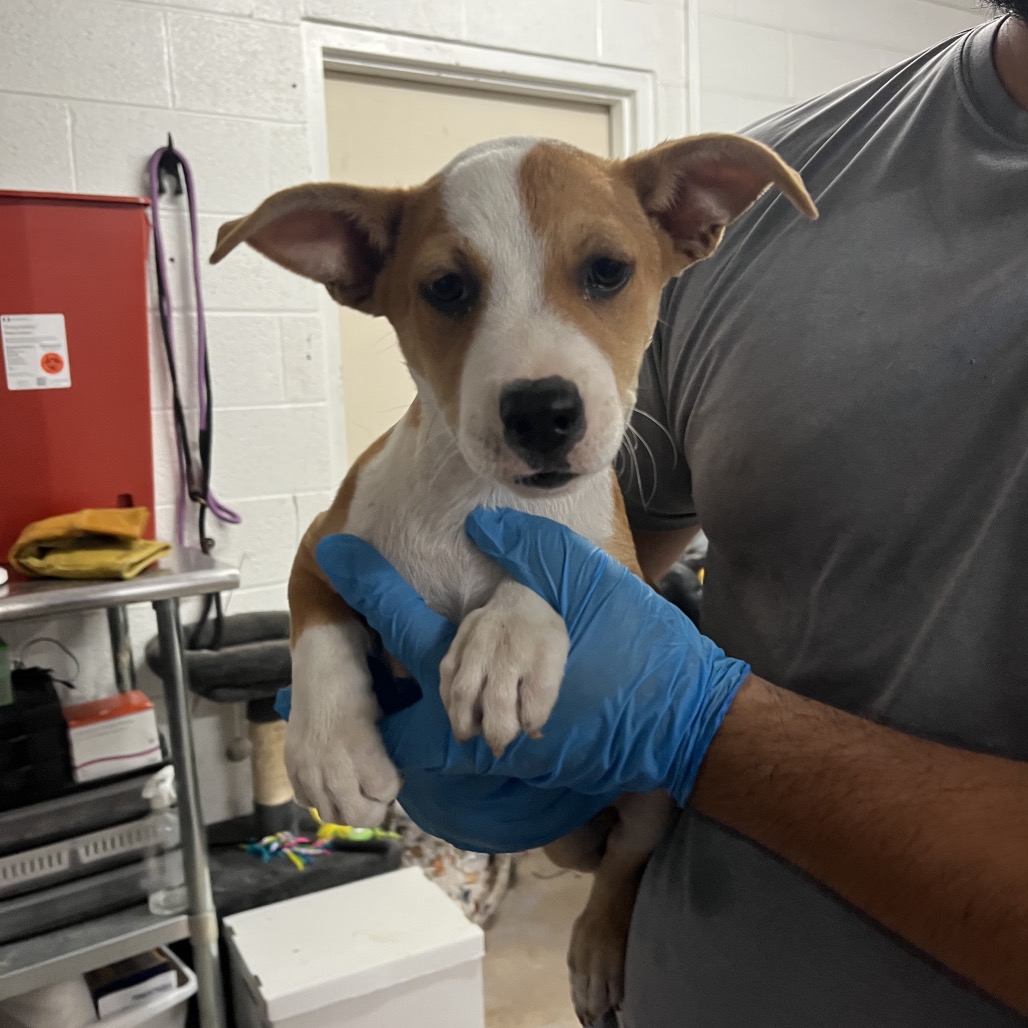 ROCKET RACCOON - Mixed Breed (Medium) available for adoption