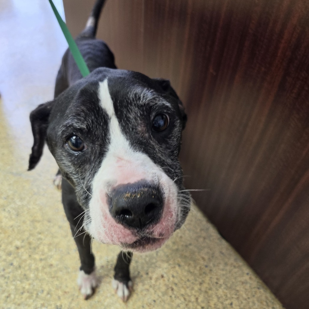 GOOSE - Terrier / Pit Bull available for adoption