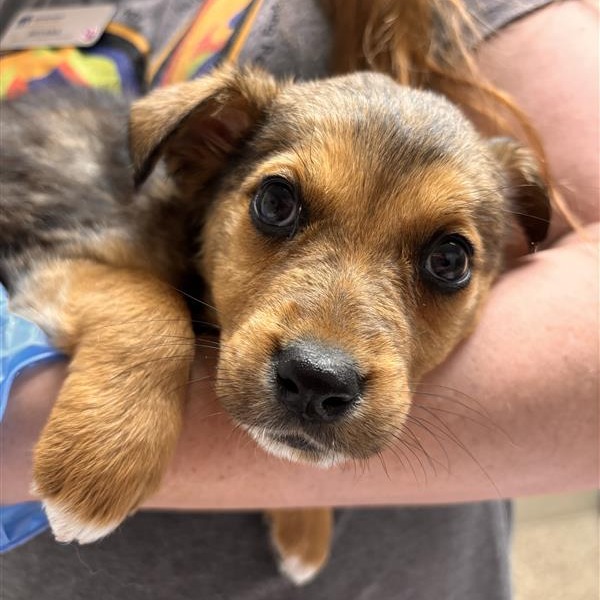 Cattle Dog