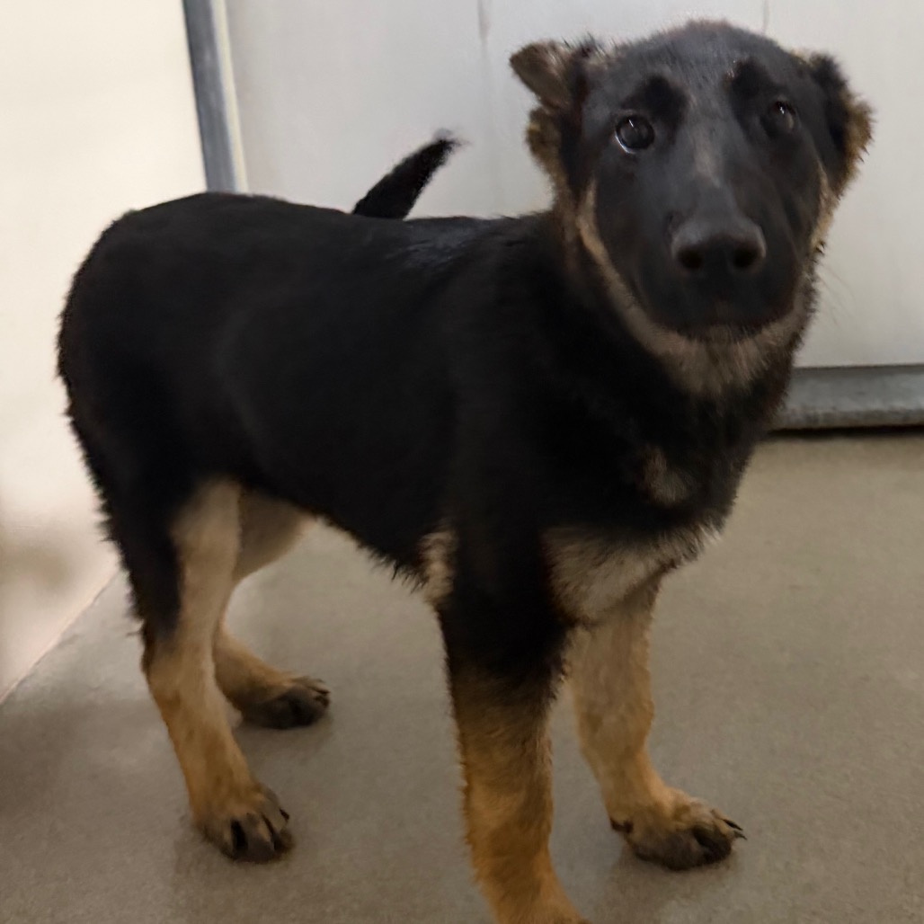 Kennel#19a Stella's preview photo