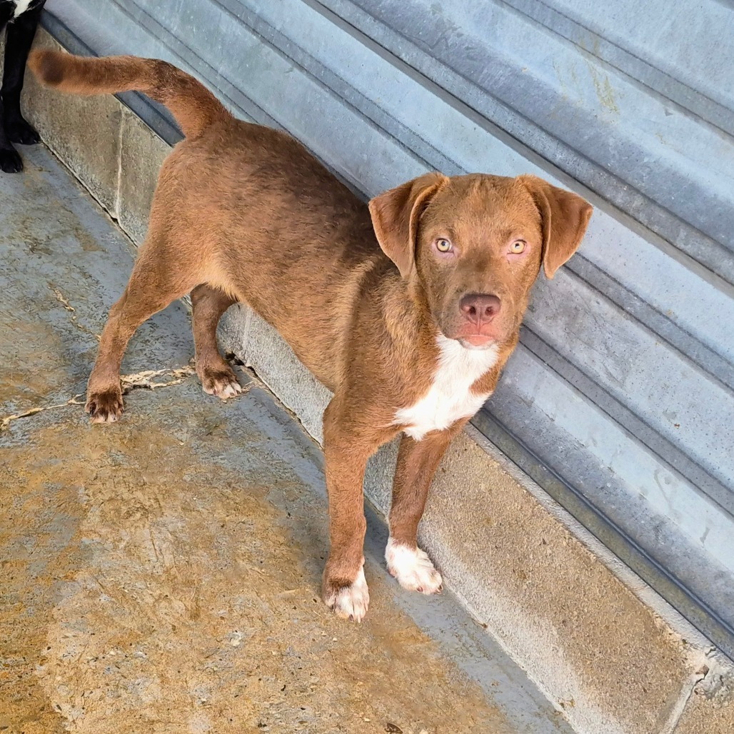 Kirby is available for adoption at Palm Valley Animal Society