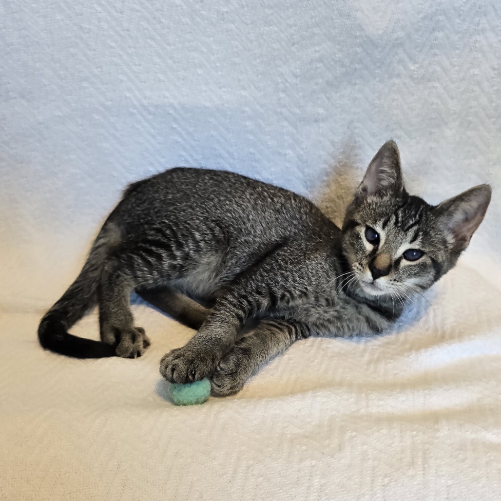 GIBBS - Domestic Shorthair available for adoption