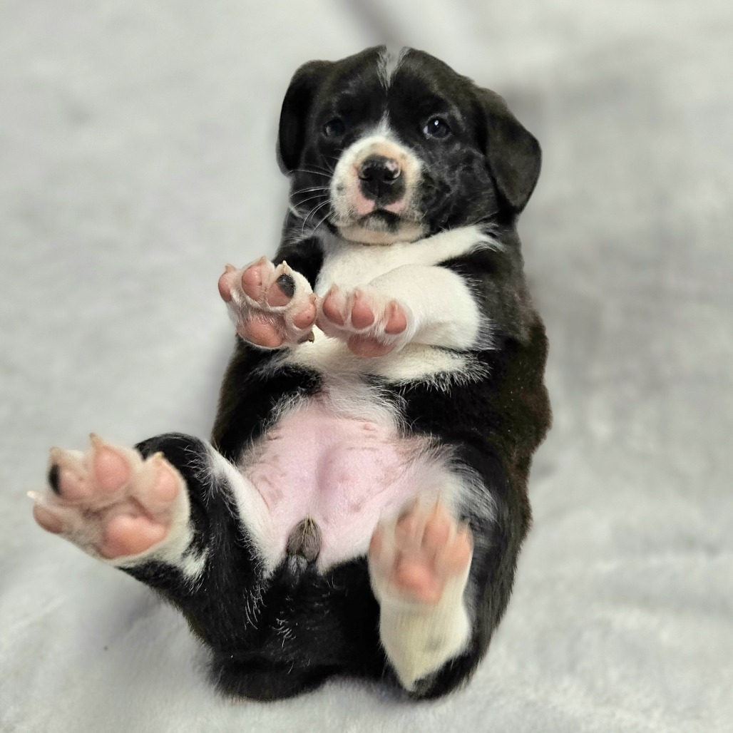 Boo is available for adoption at Homeward Trails Animal Rescue