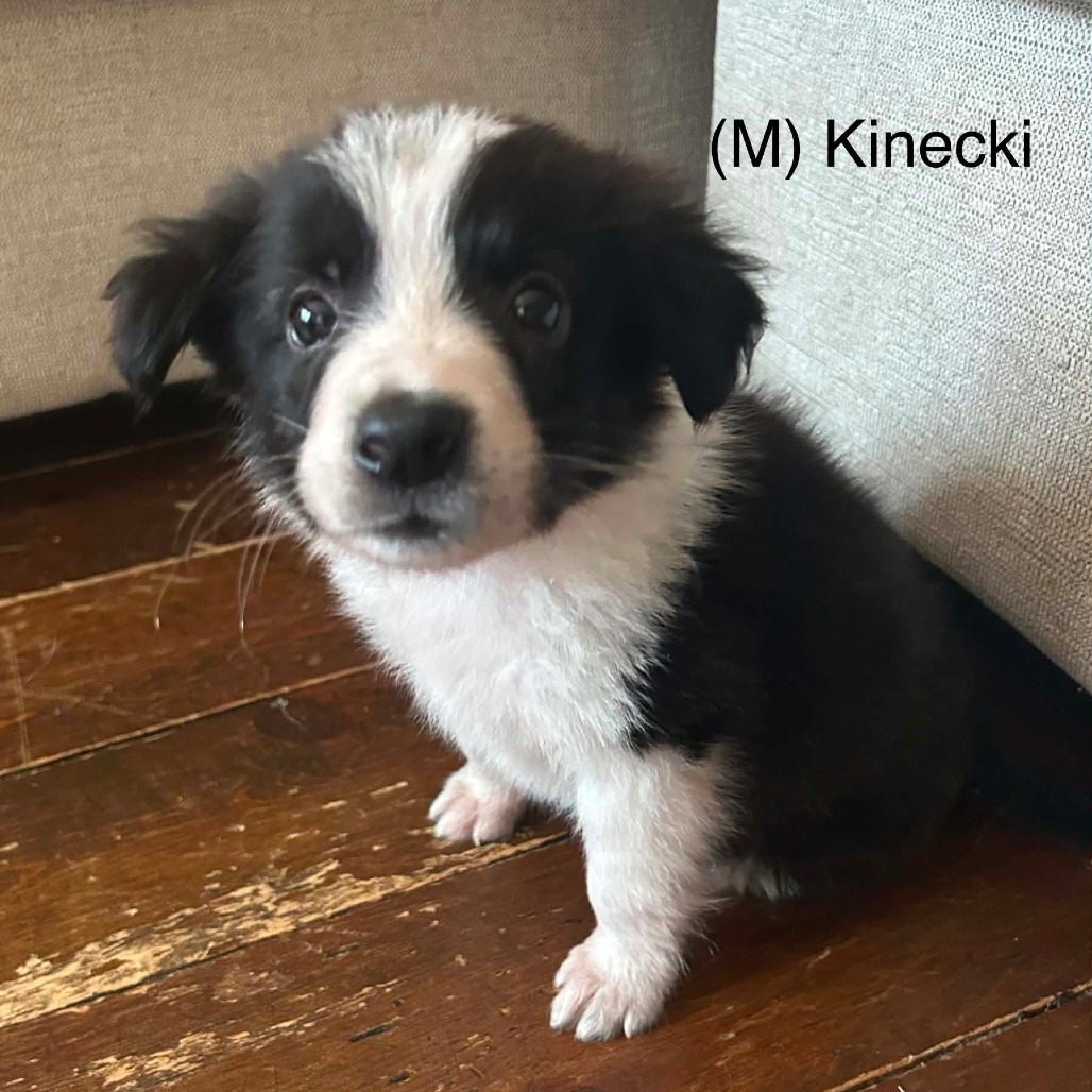 Kinecki