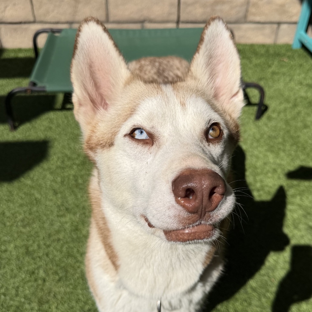ROGUE - Husky available for adoption