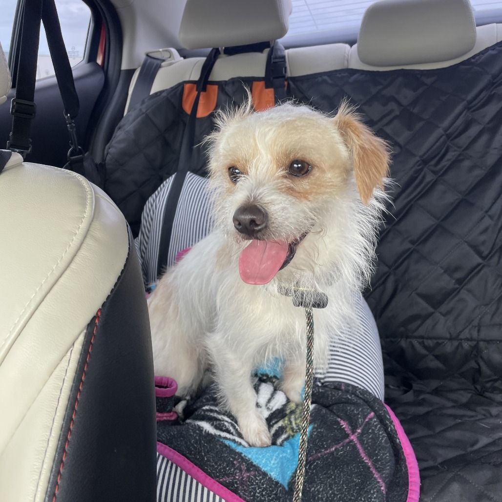 FRASIER - Terrier / Mixed Breed (Small) available for adoption