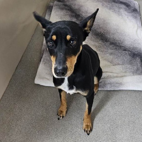 Kennel#30 Rosa's preview photo