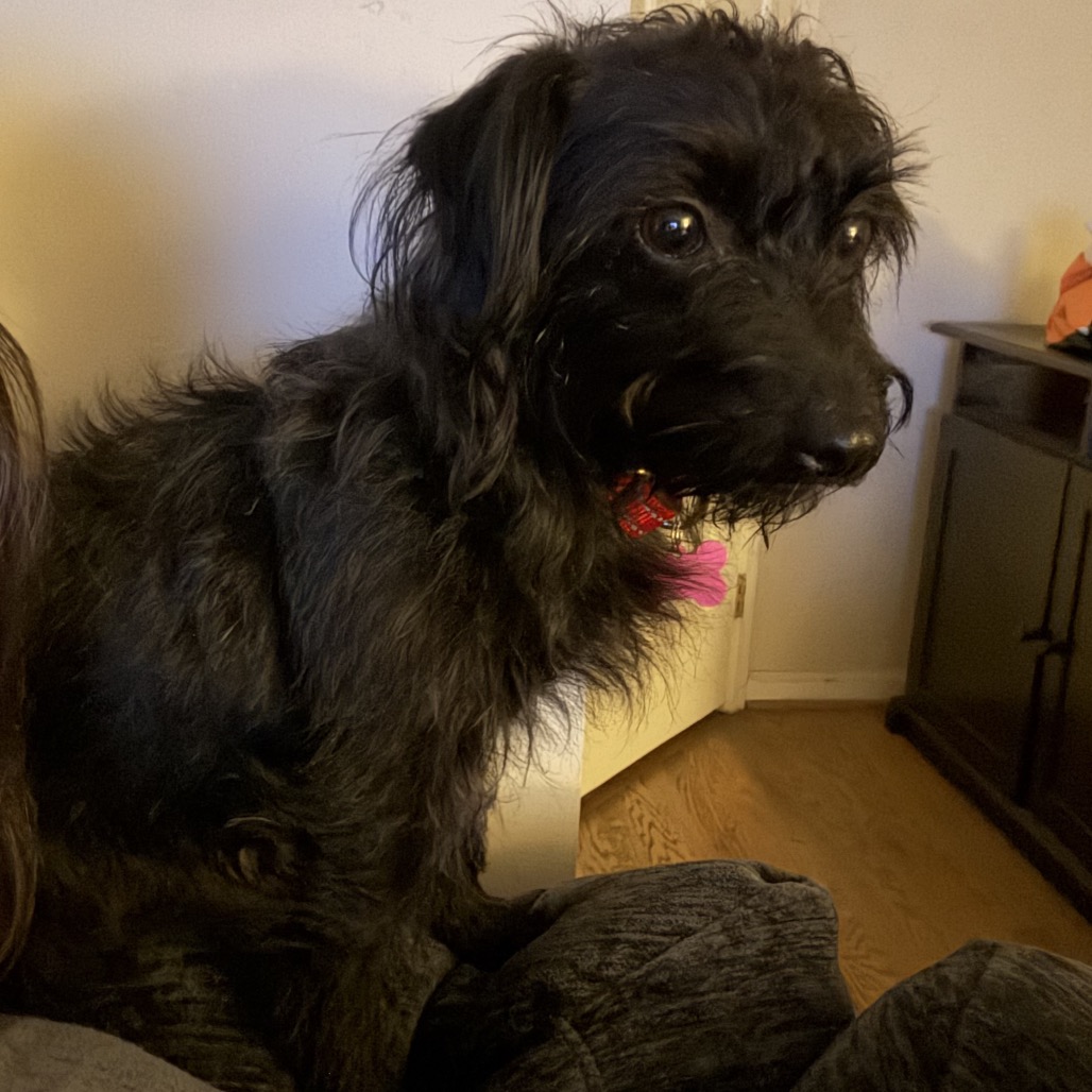 LUCY - Terrier / Scottish Scottie for adoption in Silver Spring