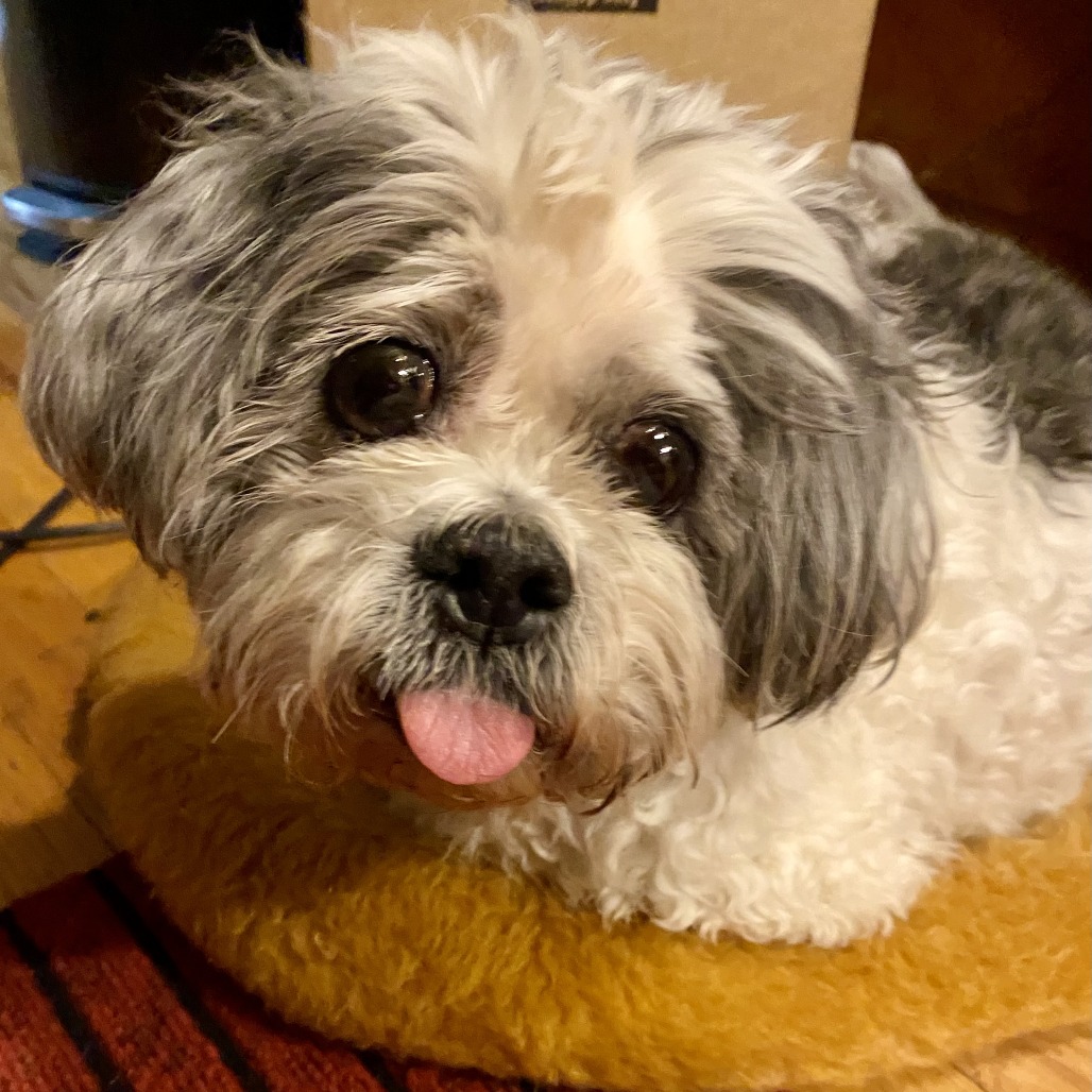 Frankie (PAWS Alumni Name: Brent)