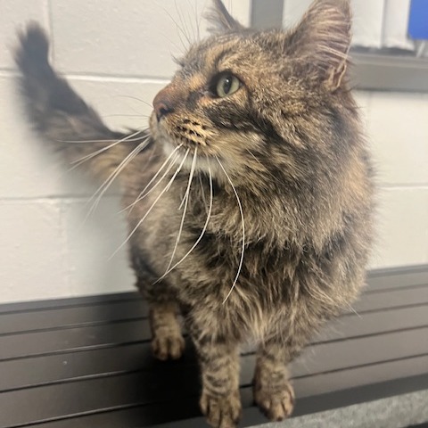 Magnus Bane — thumbnail 3