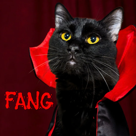 FANG - Domestic Medium Hair available for adoption