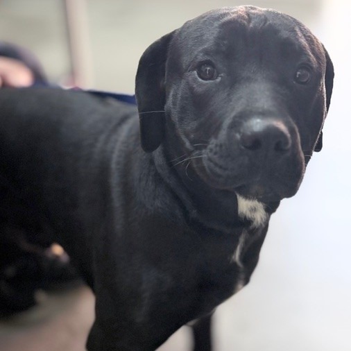 Kennel#18's preview photo