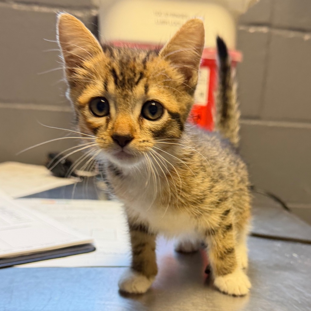 Tusc Stray 84508