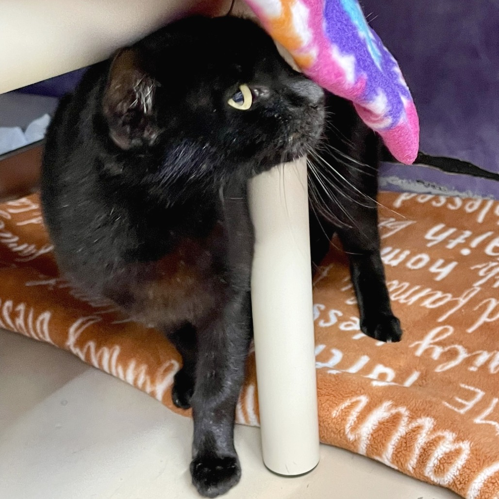 Dakota Fanning — thumbnail 2