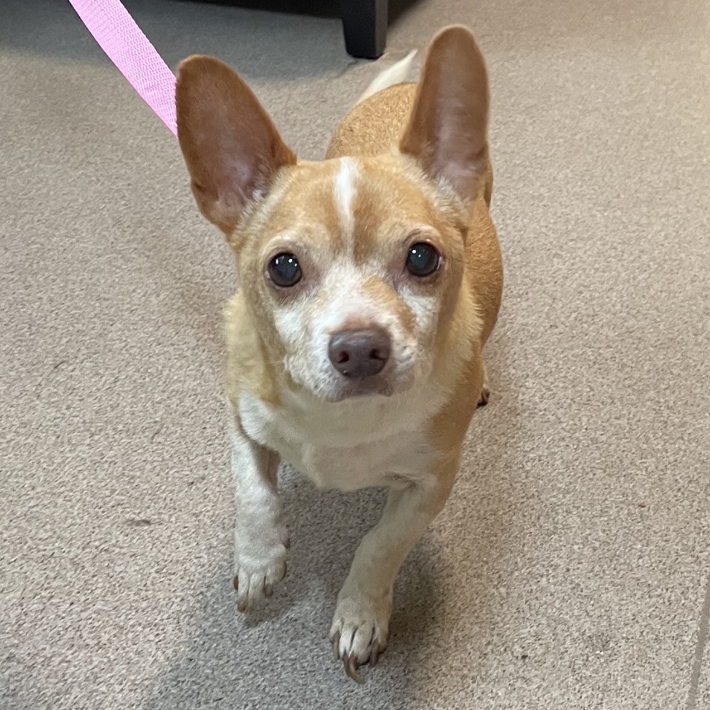 Chihuahua