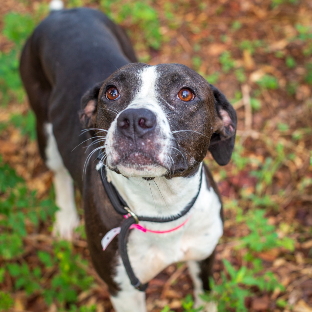 PEACH COBBLER - Retriever, Labrador / Hound available for adoption