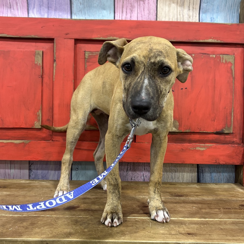FANCY - Mixed Breed (Medium) for adoption in Midland