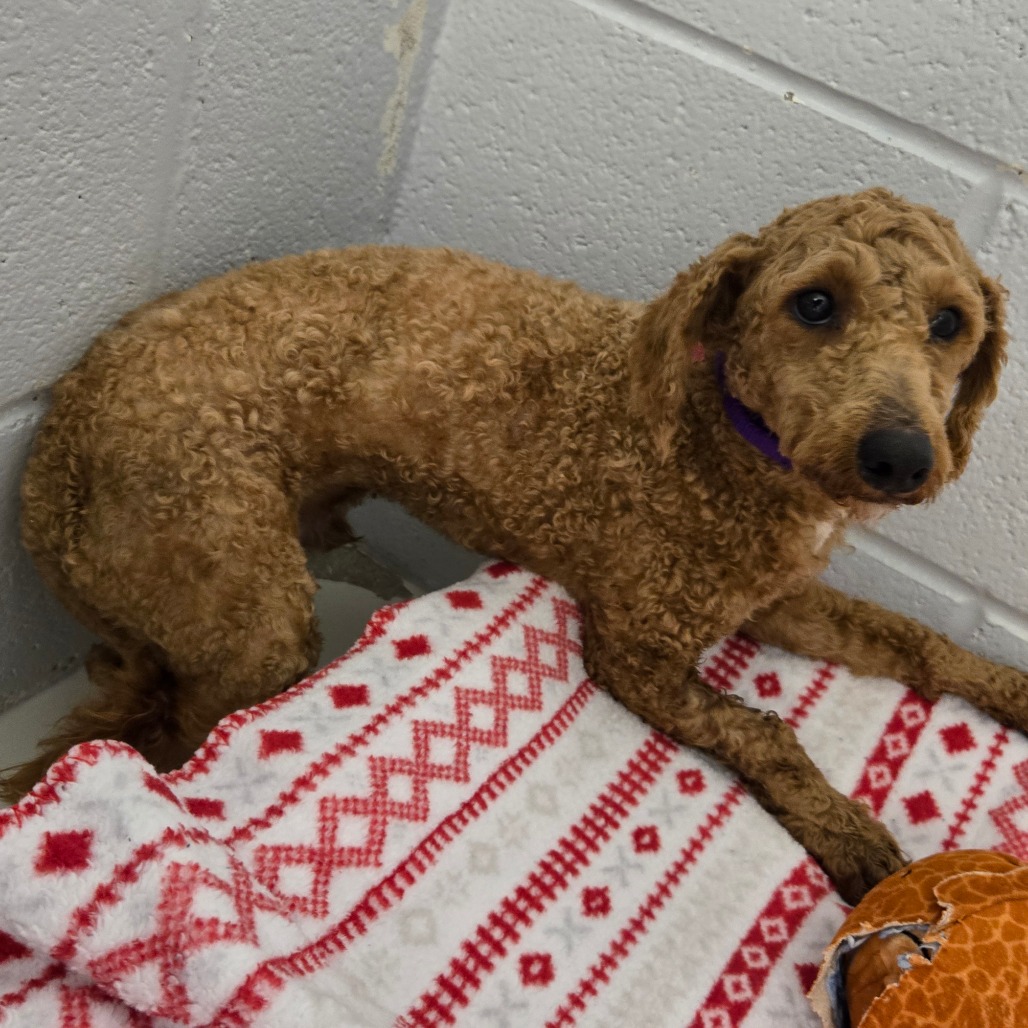 Sheldon — thumbnail 3