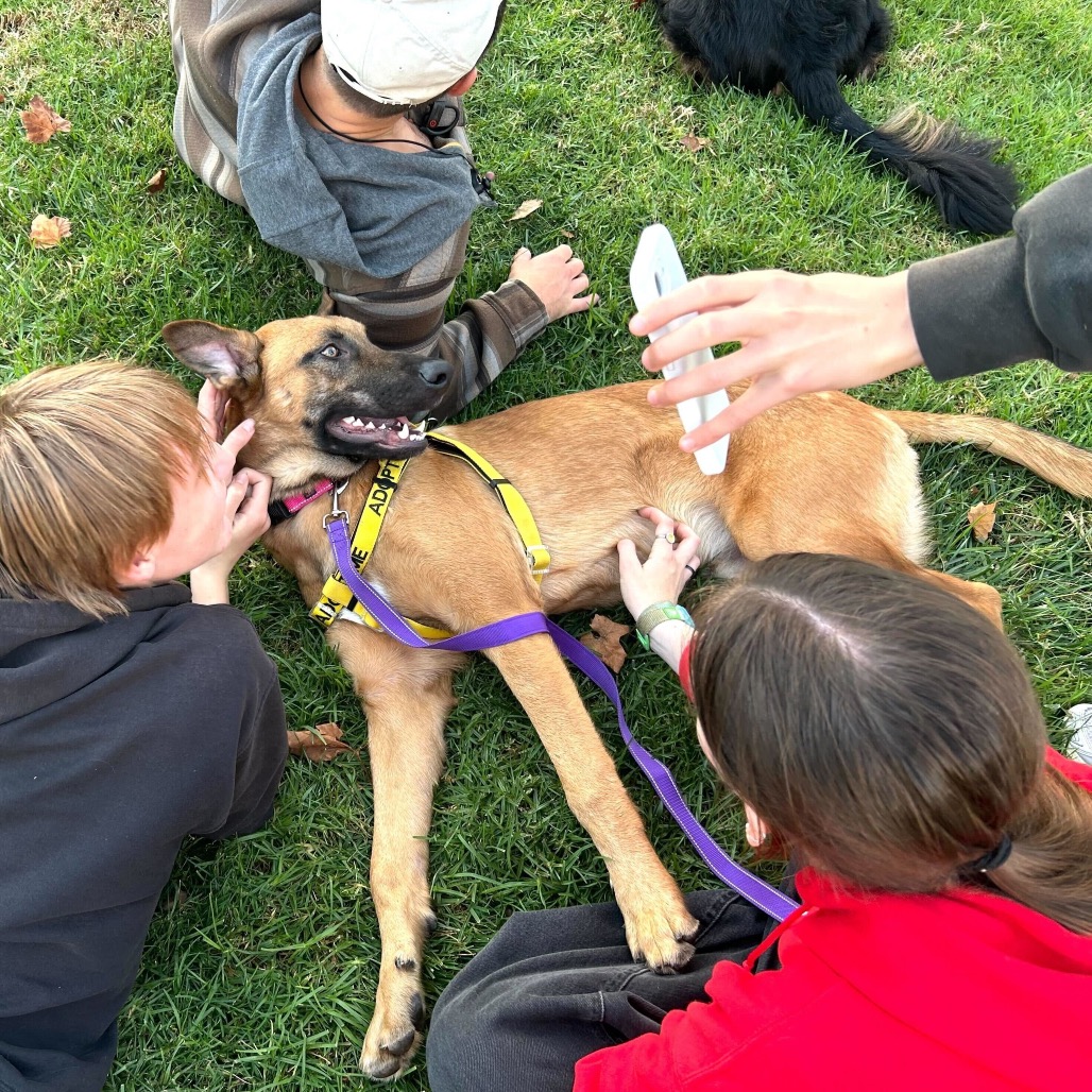 Scooby — thumbnail 5