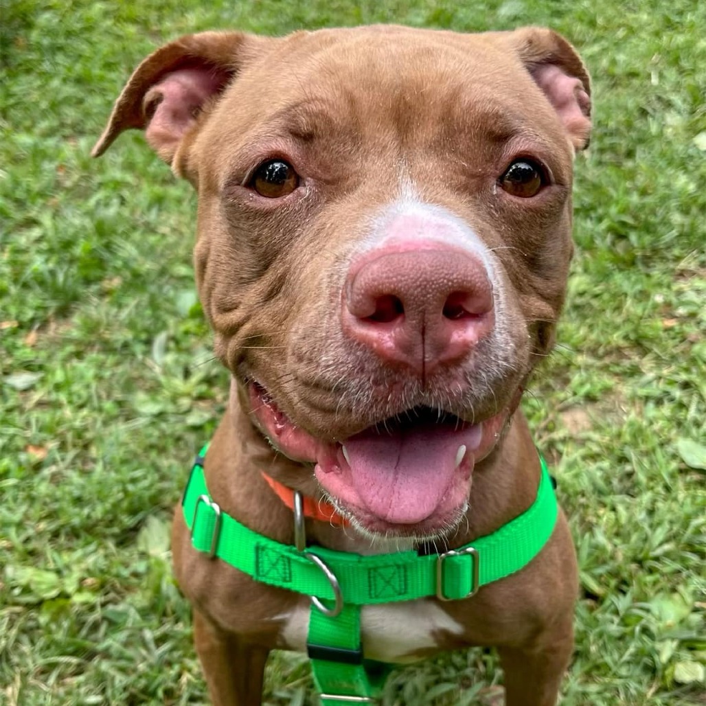 DELLA - Terrier / American Pit Bull available for adoption