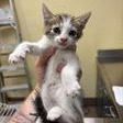 LIL STEFAN - Domestic Shorthair available for adoption