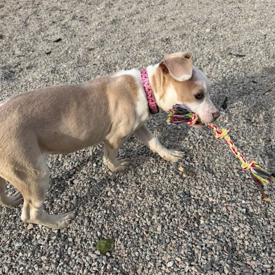 Rumble — thumbnail 4