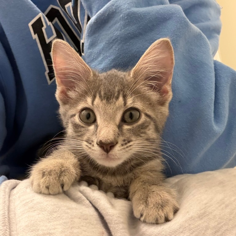 BEEBEE - Domestic Shorthair available for adoption