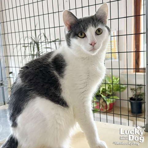 DJANGO - Domestic Shorthair available for adoption