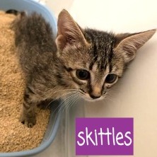Skittles: Female 3 Domestic Shorthair