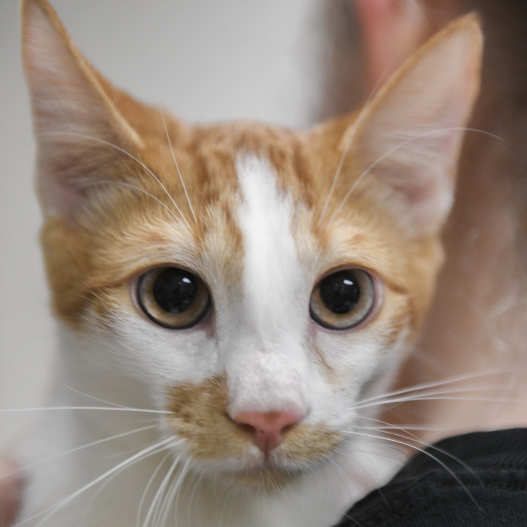 Kai - Domestic Shorthair