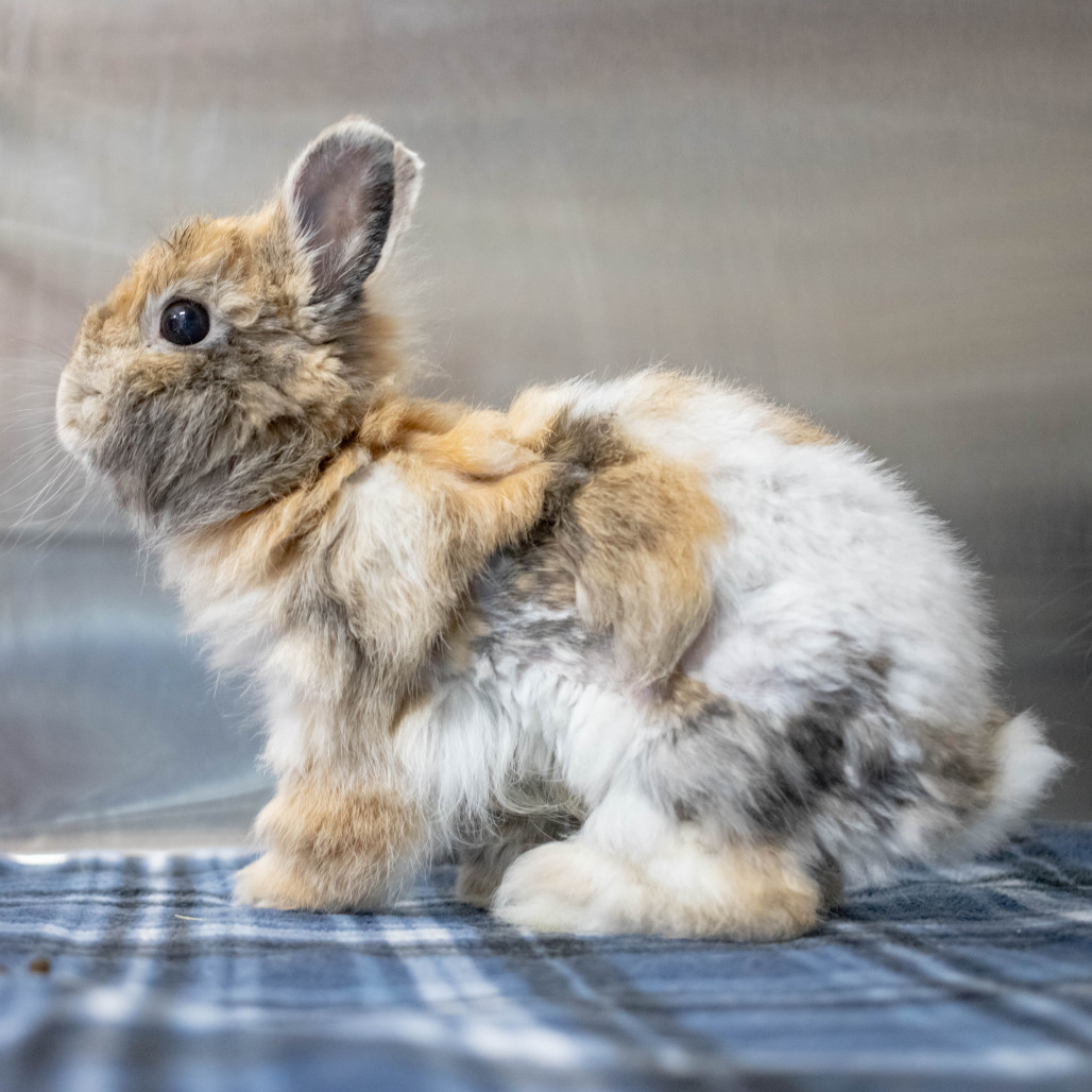 Acorn (bonded to Randi), photo 4