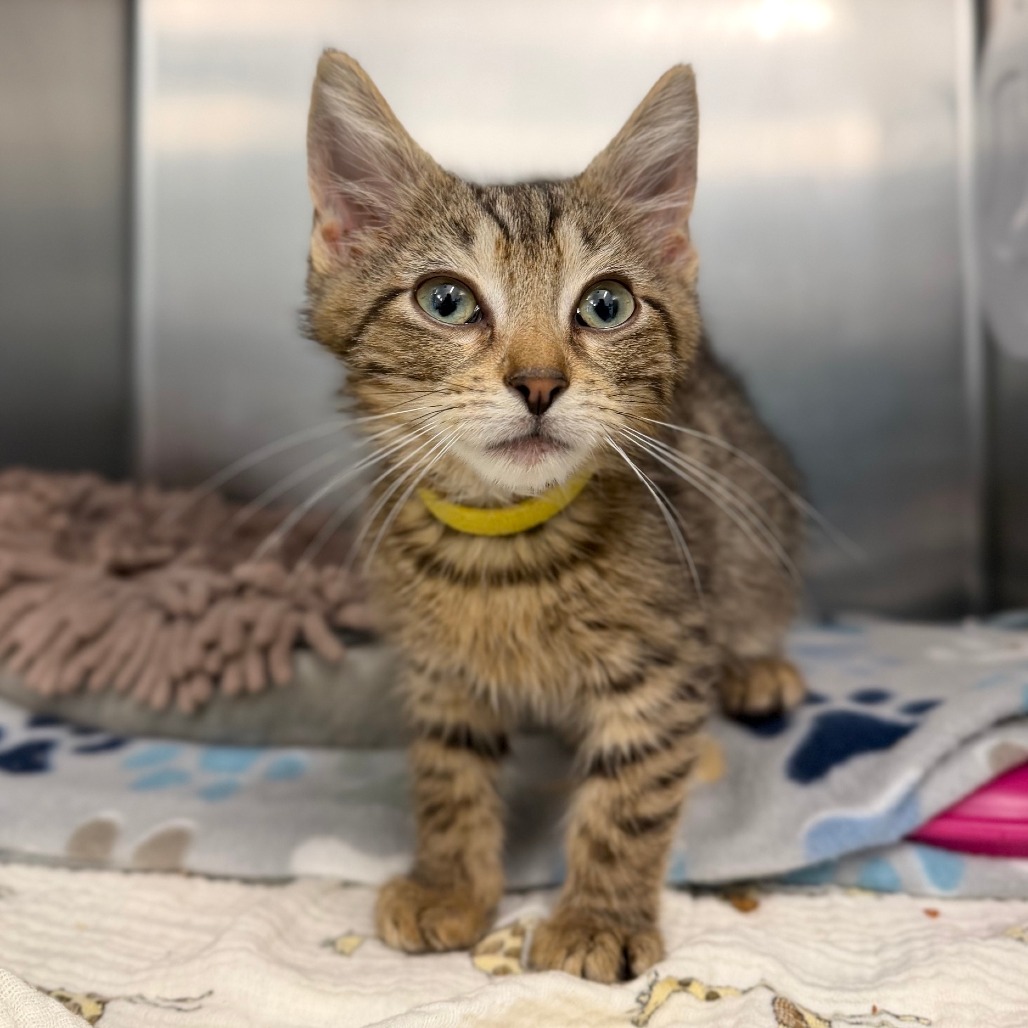STRIKER - Domestic Shorthair available for adoption