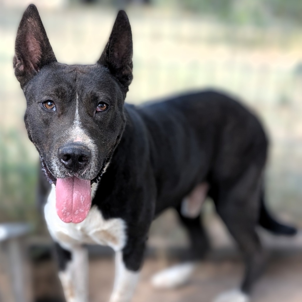 DOUG - Cattle Dog / Mixed Breed (Large) available for adoption