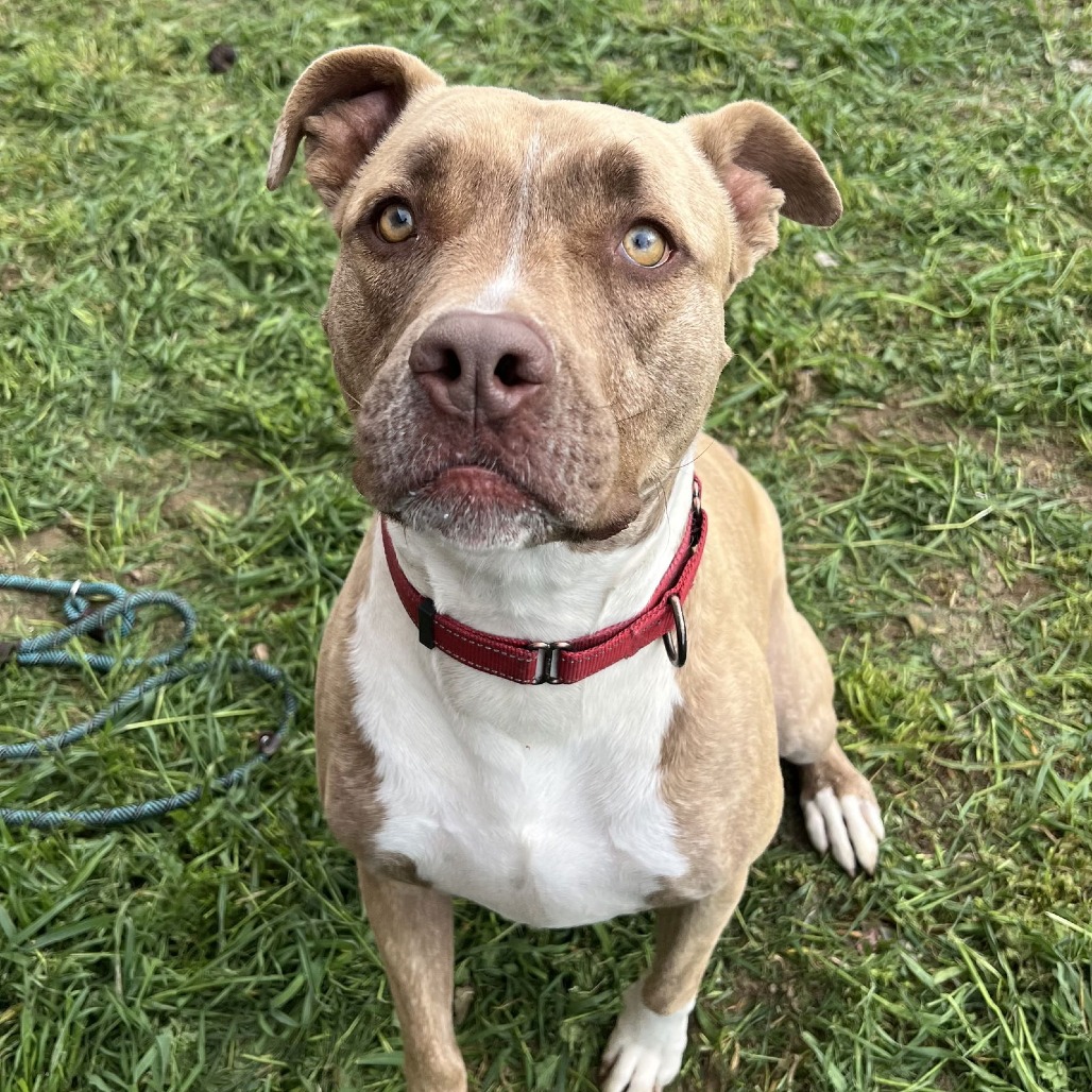 ADDIE — thumbnail 2