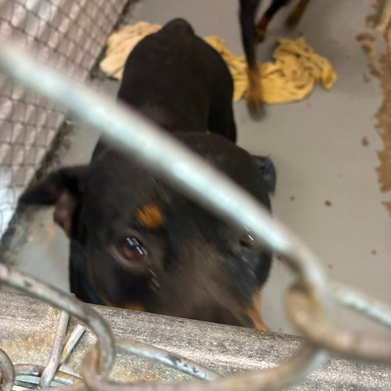 Rottweiler