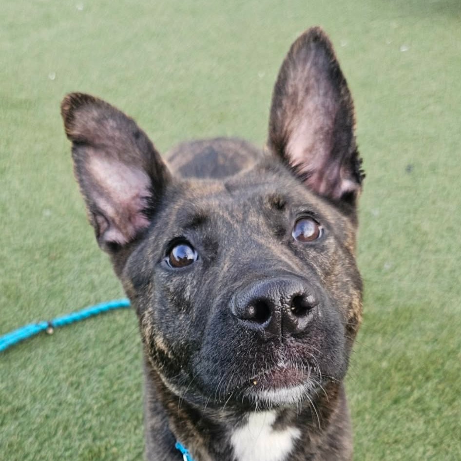 Sasha — thumbnail 2