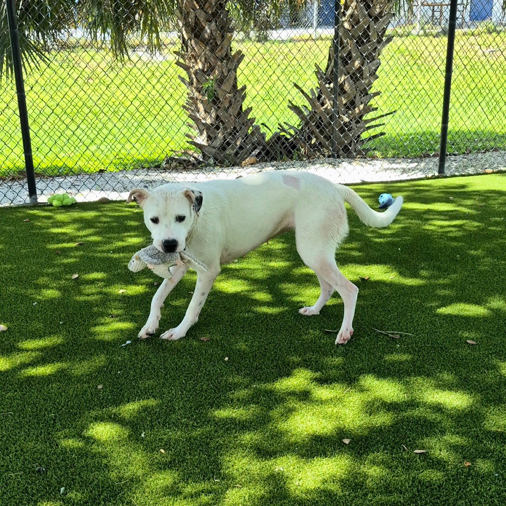 Toga, photo 6