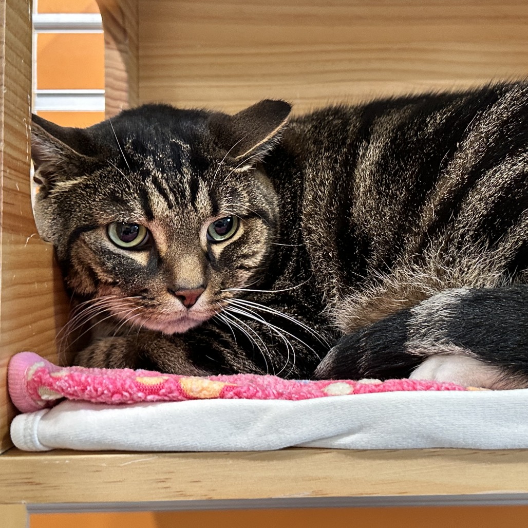 CHUNK NORRIS - Domestic Shorthair available for adoption