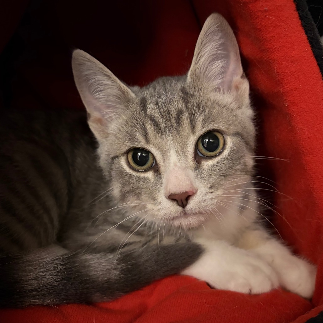 CUBBY - Domestic Shorthair available for adoption