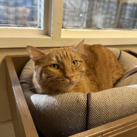 Luke: Male 40 Domestic Shorthair