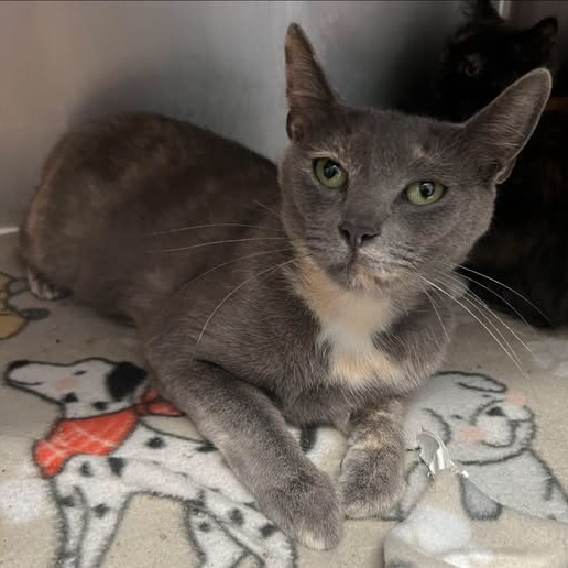 Bloomers - Domestic Shorthair