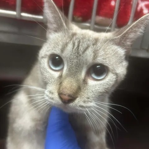 MOON BEAM - Siamese available for adoption