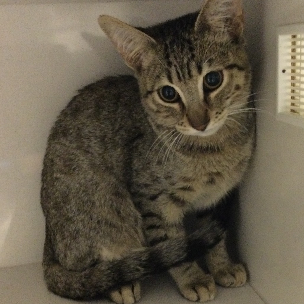 Pochacco - Domestic Shorthair