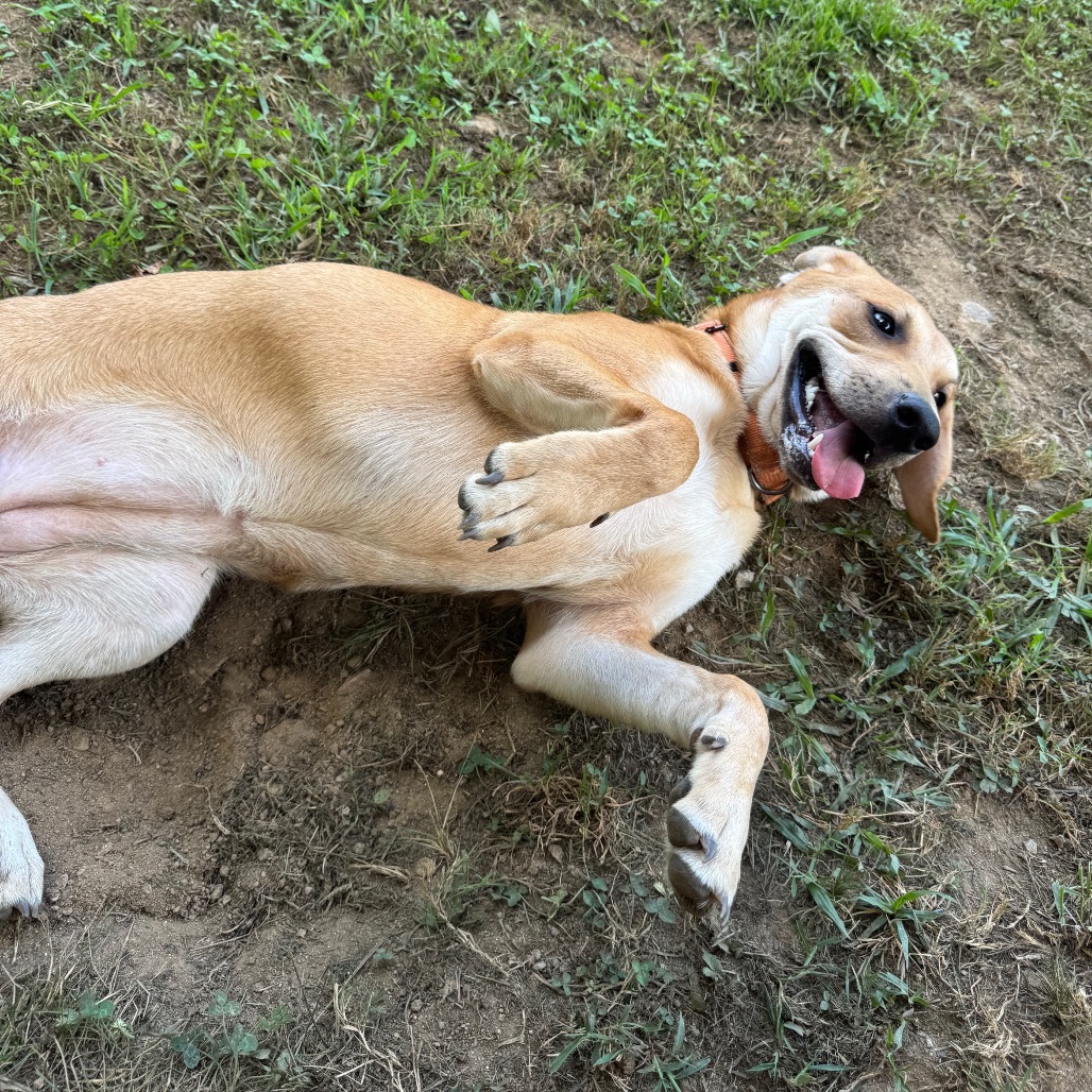 ALPHARETTA - Dottie, photo 5