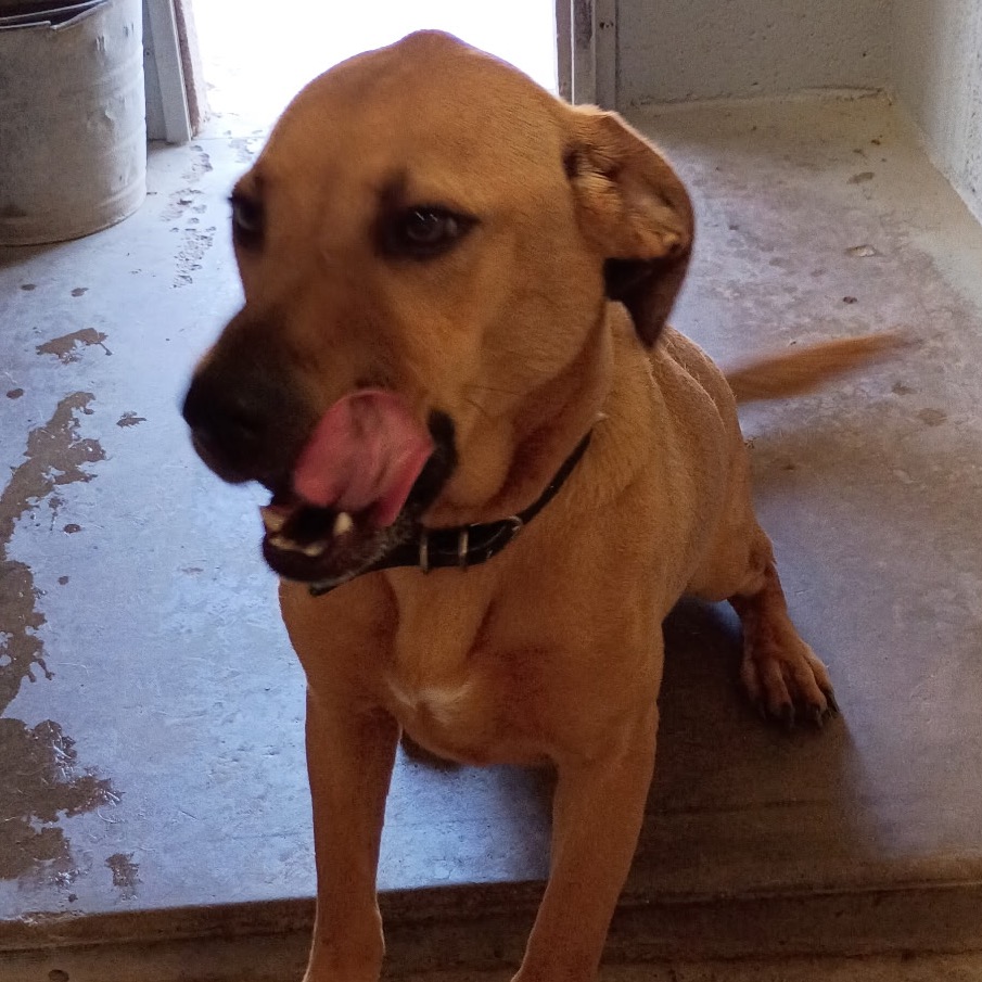 FWT STAR - Retriever, Labrador / Hound, Basset available for adoption
